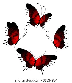 Beautiful butterfly