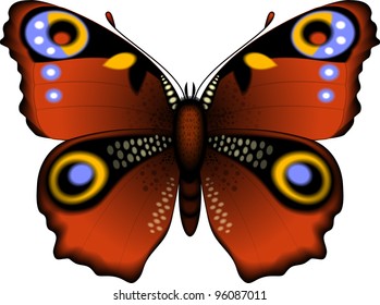 Beautiful butterfly