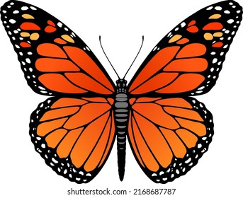 Beautiful Butterfly colorful vector illustration