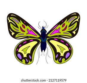 The beautiful butterfly with colorful wings