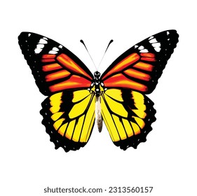 Beautiful butterfly with colorful wings isolated on white background