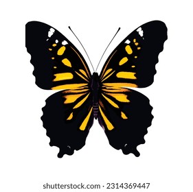 Beautiful butterfly with colorful wings isolated on white background. Colorful flying moth closeup view. Colored art vector illustration