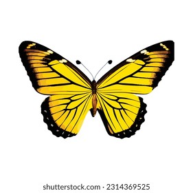 Beautiful butterfly with colorful wings isolated on white background. Colorful flying moth closeup view. Colored art vector illustration