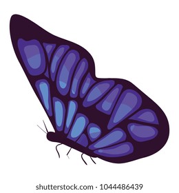beautiful butterfly decorative icon