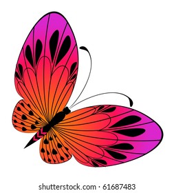 beautiful butterfly for a design