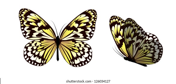 Beautiful butterfly with hearts on its wings. vector