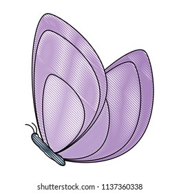 beautiful butterfly icon 