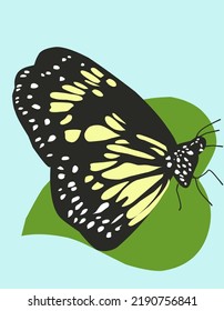 Beautiful butterfly illustration. Insect drawing template on a bright color background