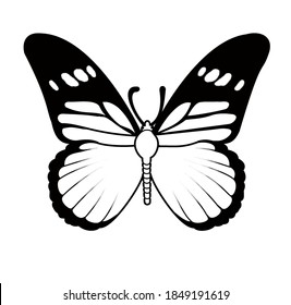 Beautiful Butterfly image stock vector