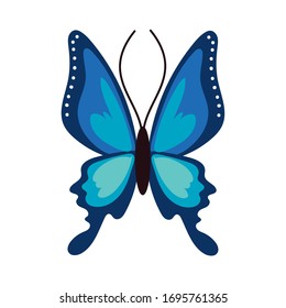 beautiful butterfly insect blue flat style icon vector illustration design