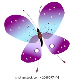 beautiful butterfly ,isolated on a white 
