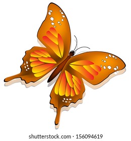 Beautiful butterfly, isolated on white background 
