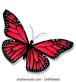 Beautiful Butterfly, isolated on white background 