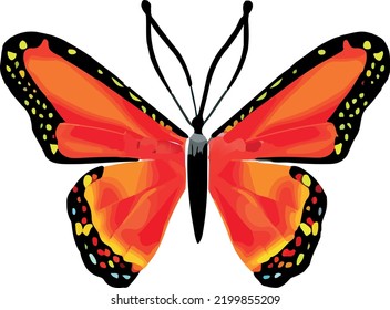 
beautiful butterfly isolated on white background (vector)