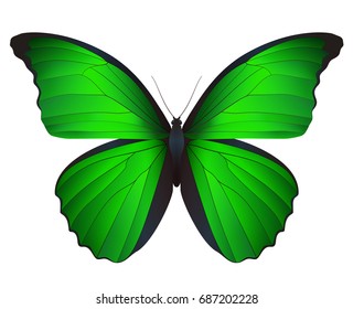 Beautiful butterfly isolated on a white background. Vector 3D illustration