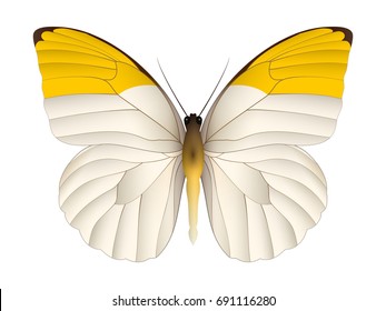 Beautiful butterfly isolated on a white background. Pieridae grand butterfly. 3D illustration