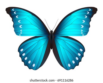 Beautiful butterfly isolated on a white background. Diana Dixey Vector morpho butterfly. 3D illustration