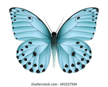 Beautiful butterfly isolated on a white background. Calypso caper white butterfly. 3D illustration