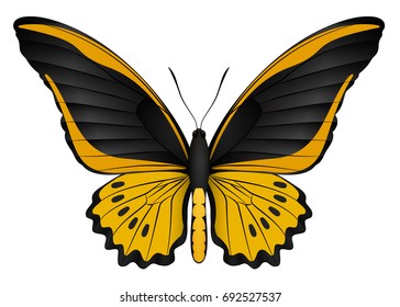 Beautiful butterfly isolated on a white background. Cairns birdwing butterfly. 3D illustration