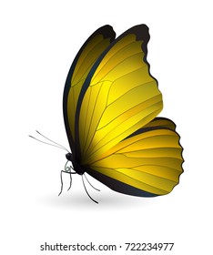 Beautiful butterfly isolated on a white background. Vector 3D illustration