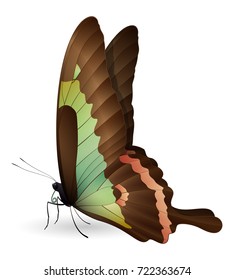 Beautiful butterfly isolated on a white background. Vector 3D illustration