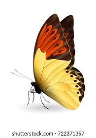 Beautiful butterfly isolated on a white background. Great orange tip glaucippe butterfly. 3D illustration