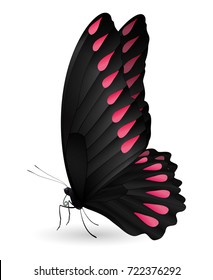 Beautiful butterfly isolated on a white background. Ornithoptera brookiana butterfly. 3D illustration