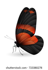 Beautiful butterfly isolated on a white background. Callicore cynosura butterfly. 3D illustration