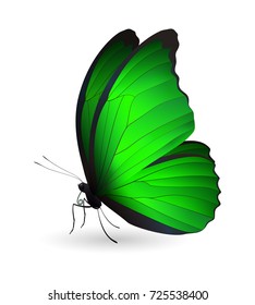 Beautiful butterfly isolated on a white background. Vector 3D illustration