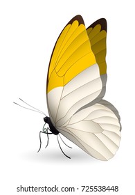 Beautiful butterfly isolated on a white background. Pieridae grand butterfly. 3D illustration