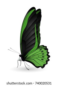 Beautiful butterfly isolated on a white background. Cairns birdwing butterfly. 3D illustration