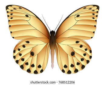 Beautiful butterfly isolated on a white background. Calypso caper white butterfly. 3D illustration