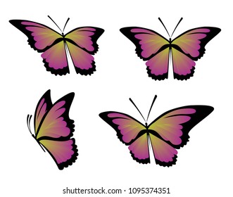 Beautiful butterfly - Isolated vector illustrations