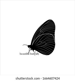 Beautiful butterfly logo design vector illustration.