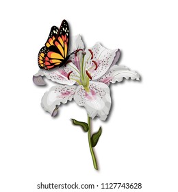 Beautiful  butterfly monarch sitting on the white lily flower isolated on white background. Pollination. Science, biology for kids. Cartoon style vector illustration.