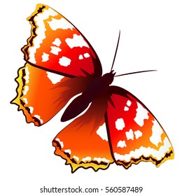 beautiful butterfly, on a white