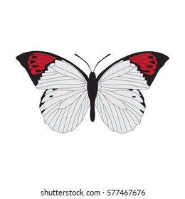 Beautiful butterfly on a white background