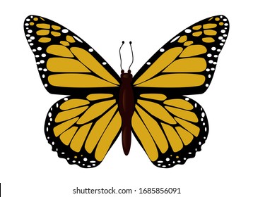 Beautiful butterfly with orange wings, view from above, white background , graphic drawing. Vector illustration.