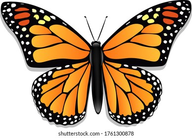 Hermosa mariposa con alas anaranjadas, vista desde arriba, fondo blanco , dibujo gráfico. Mariposa monarca. Elemento de diseño para decoración, papel pintado, tarjeta. Ilustración del vector