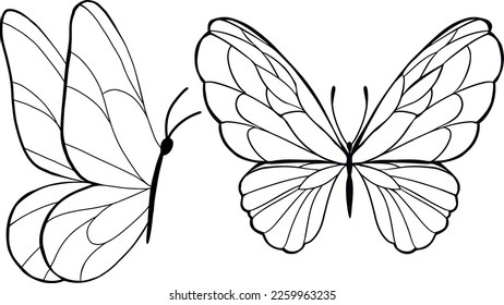 Schöner Schmetterling, Butterfly-Outline, Schmetterlingszeichnung, hübsches Schmetterlingsdesign