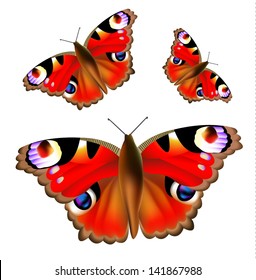 beautiful butterfly peacock