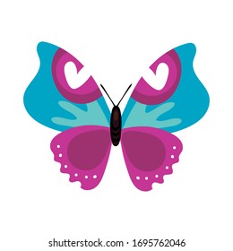 beautiful butterfly purple insect flat style icon vector illustration design