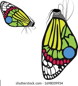 Beautiful butterfly in a standing position and hanging position. The legs are separated so you can make them appear like they are grasping a leaf or twig.