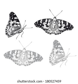 beautiful butterfly. vector illustration