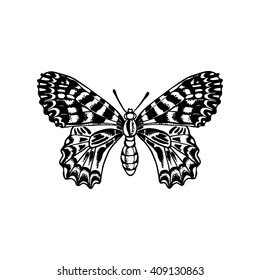 beautiful butterfly vector illustration