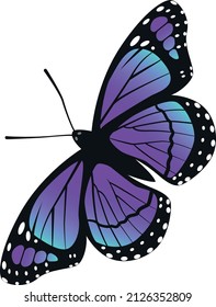 Beautiful butterfly vector illustration different kinds