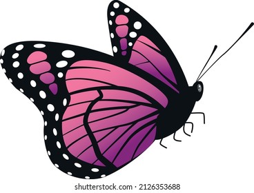 Beautiful butterfly vector illustration different kinds