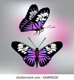 Beautiful butterfly. Vector illustration EPS10