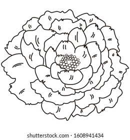 
Beautiful button flower vector illustration