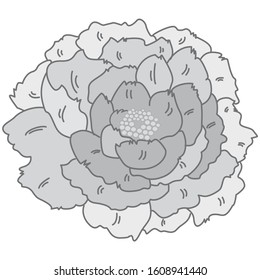 Beautiful button flower vector illustration